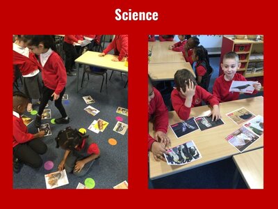 Image of Curriculum - Science - Grouping Animals
