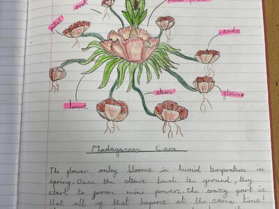 Image of Year 4 (Class 11) - Science - Plants