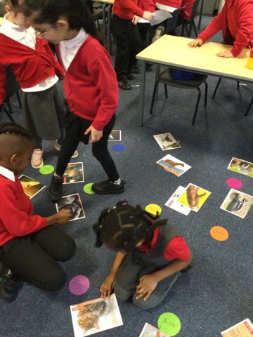 Image of Year 1 (Class 4) - Science - Animal Groups