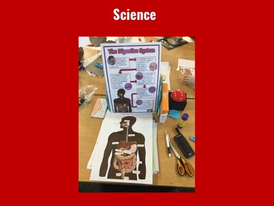 Image of Curriculum - Science - The Digestive System