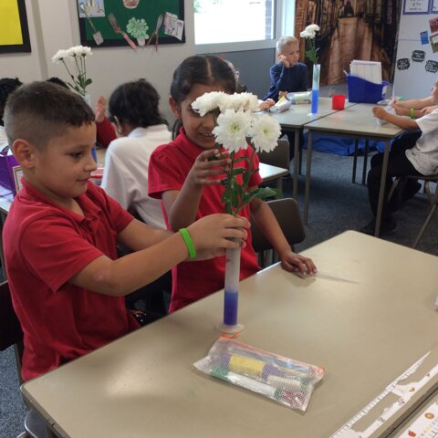 Image of Year 3 (Class 9) - Science (Water & Plants)