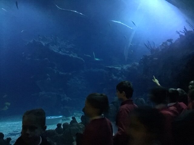 Image of Year 6 (Class 16) - Science - Trip to the Deep