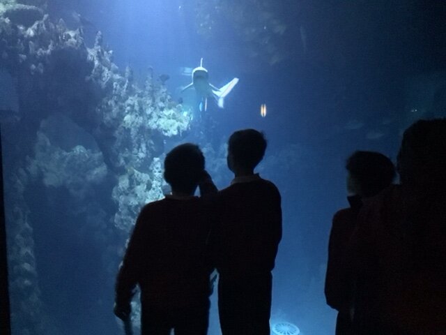 Image of Year 6 (Class 17) - Science - Trip to The Deep